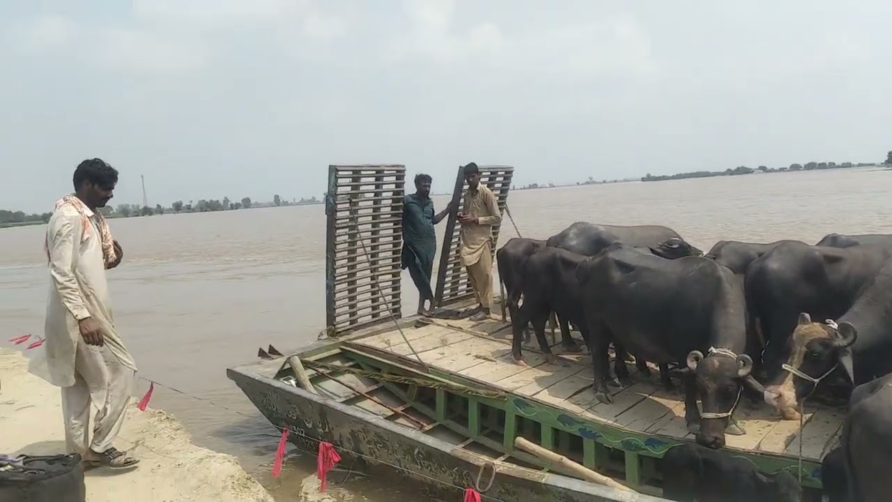 قصور مسستے گاؤں کا ستلج دریا نے ایک لقمہ۔کیا 