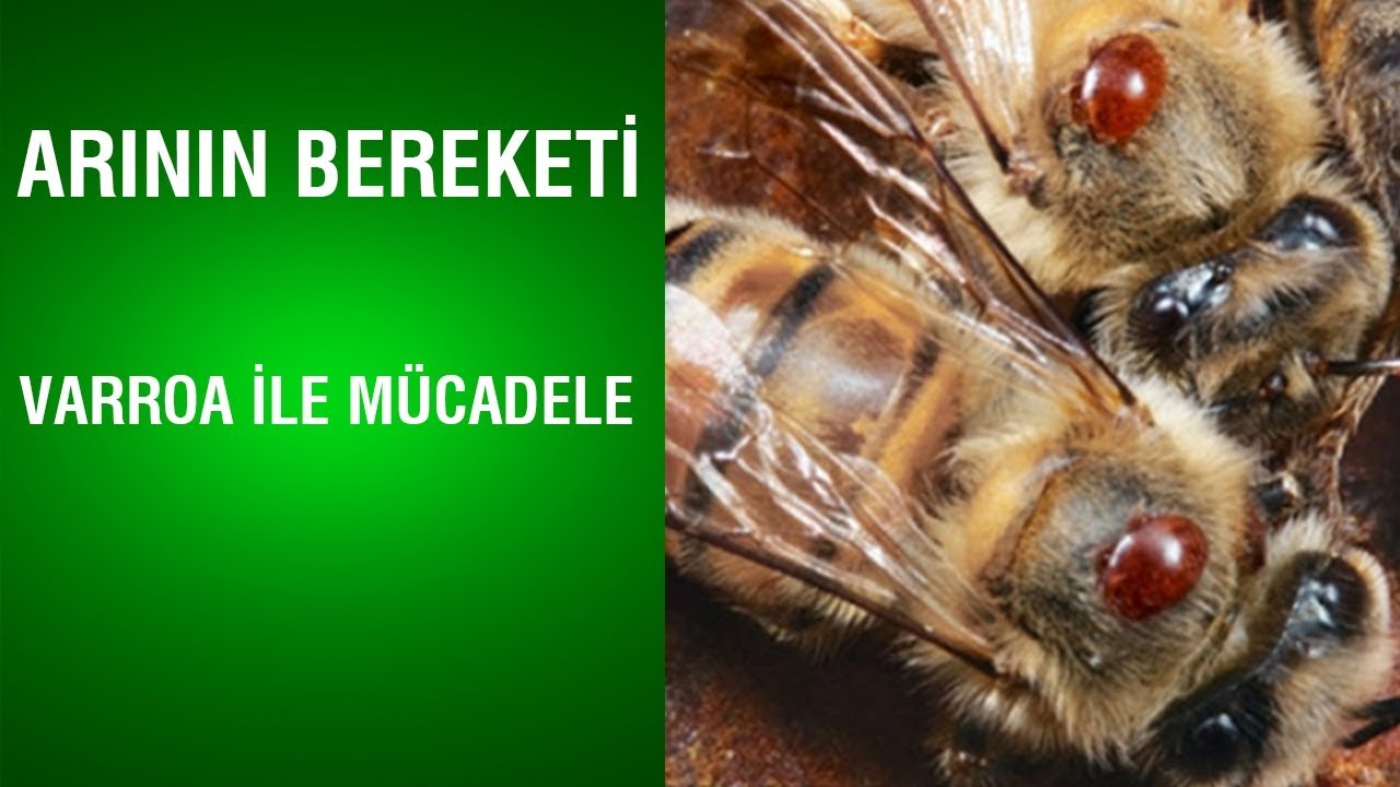 Arının Bereketi | Varroa İle Mücadele
