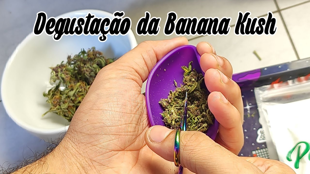 Degusta&ccedil;&atilde;o da Banana Kush