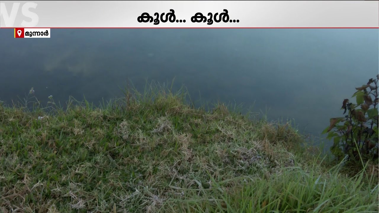 'വെല്‍ക്കം ടു മൂന്നാര്‍' താപനില 0 ഡിഗ്രി, മൂന്നാറിലേയ്ക്ക് സഞ്ചാരികളുടെ കുത്തൊഴുക്ക് | Munnar