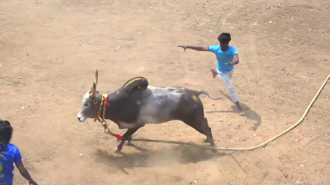 சிவகங்கை மாவட்டம் சிங்கம்புணரி வடமஞ்சுவிரட்டு நேரலை