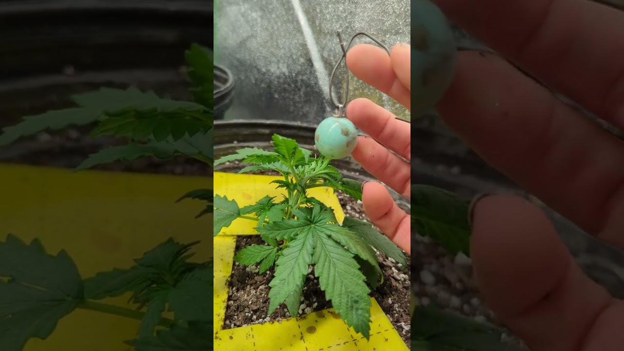 Autoflower Low Stress Training Technique