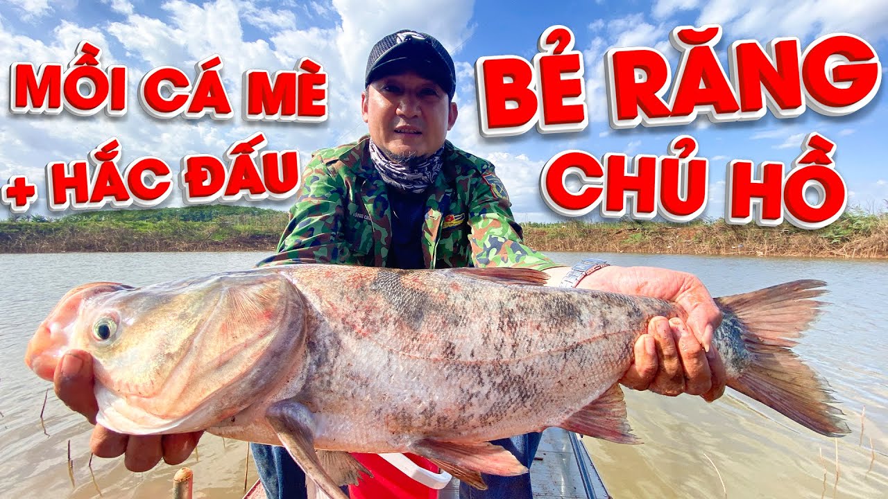 Kỹ Thuật Câu Đài | Cần Tay Câu Mè - Hắc Đấu Làm Việc Quá Tốt !