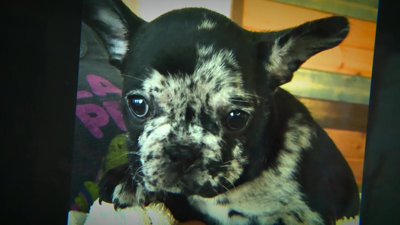 6-Week-Old Puppy Stolen