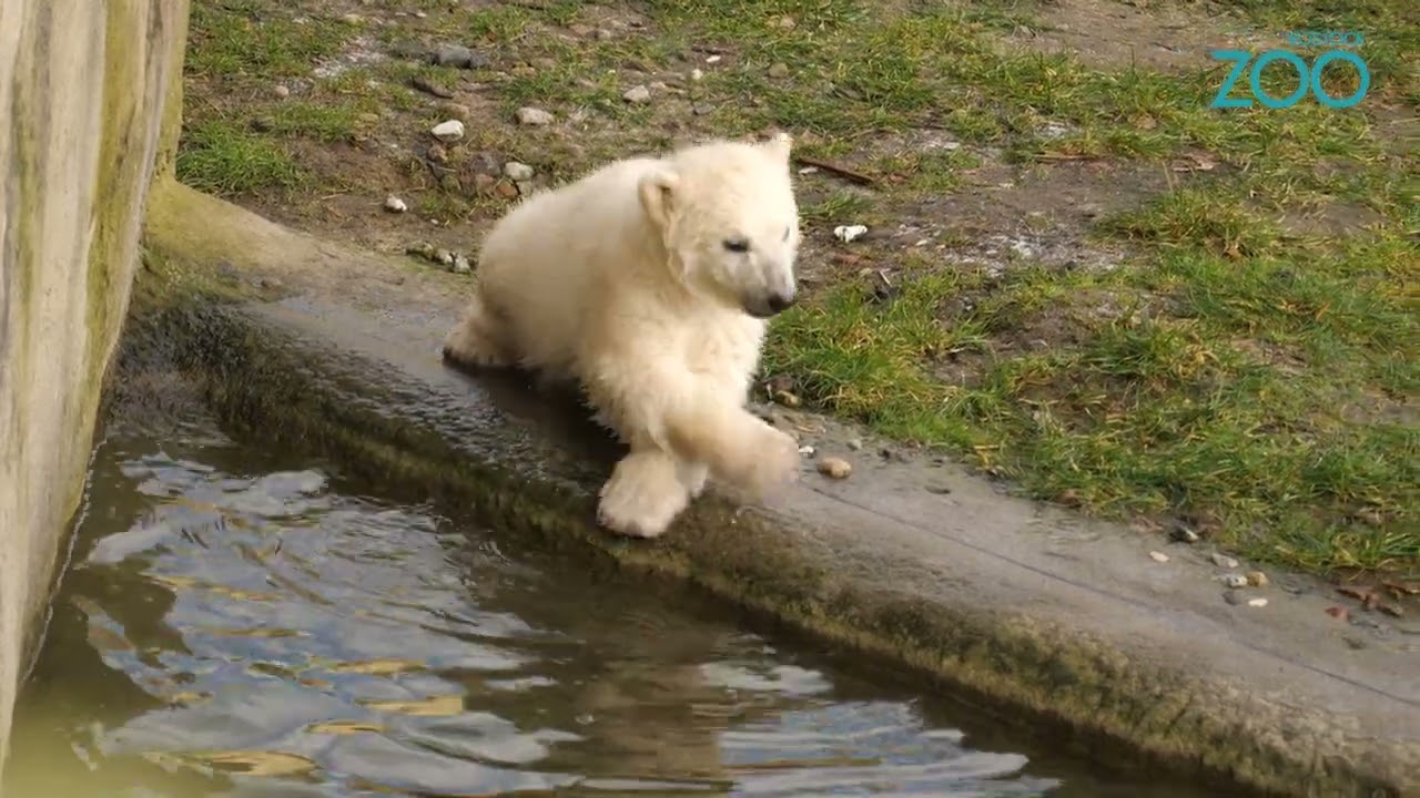 Eisbären-Nachwuchs im Zoo Rostock  auf der Außenanlage