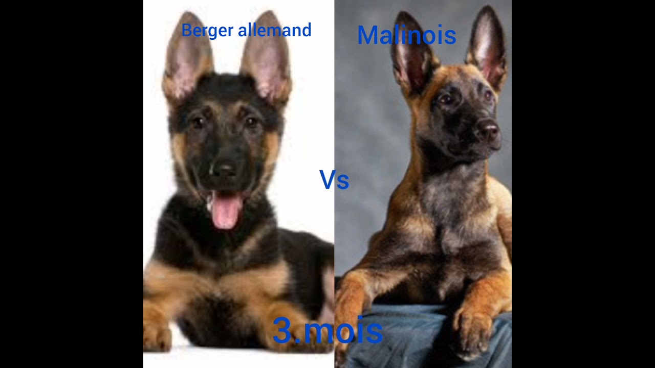 malinois vs berger allemand&hearts;️💯