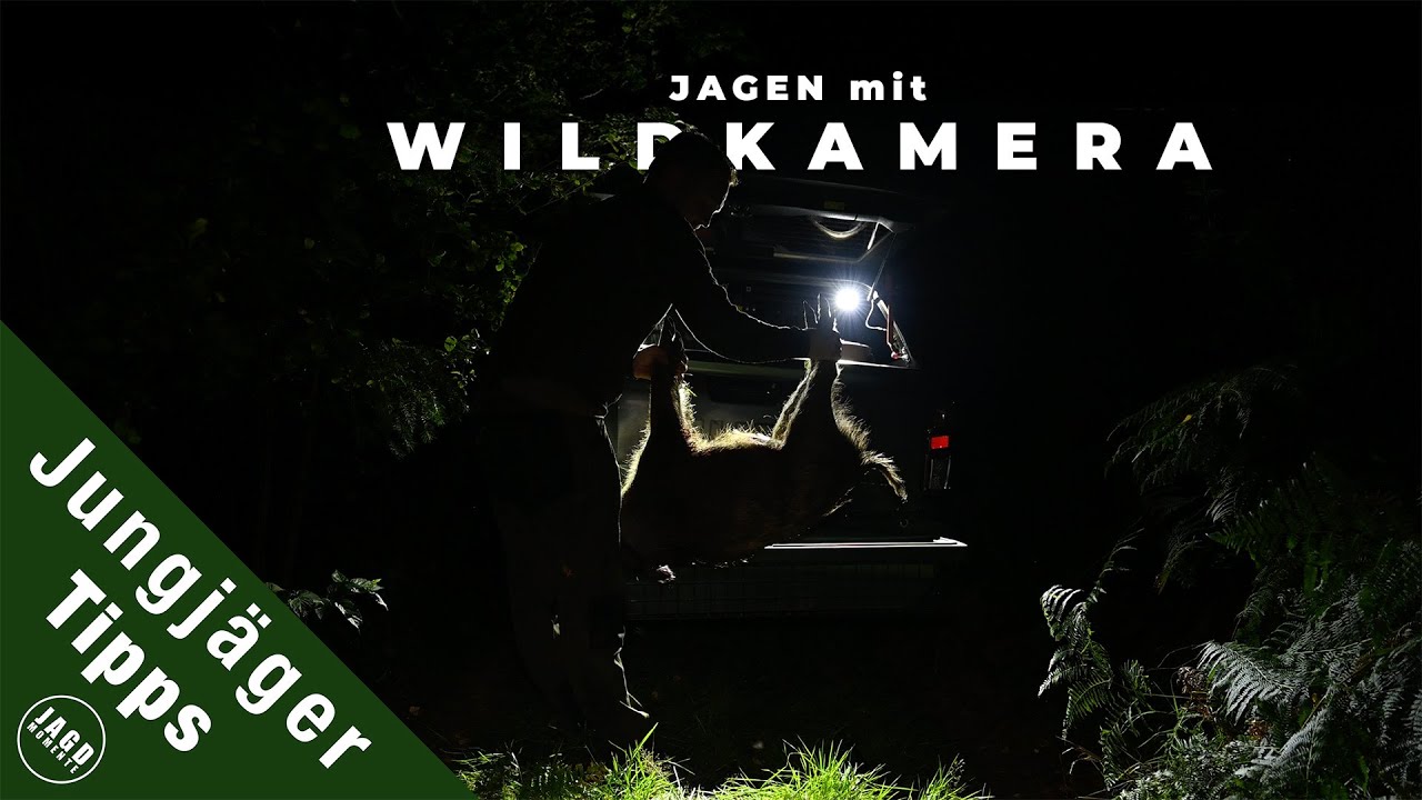 Effektive Jagd auf Sauen mit Wildkameras | Jungj&auml;gertipps