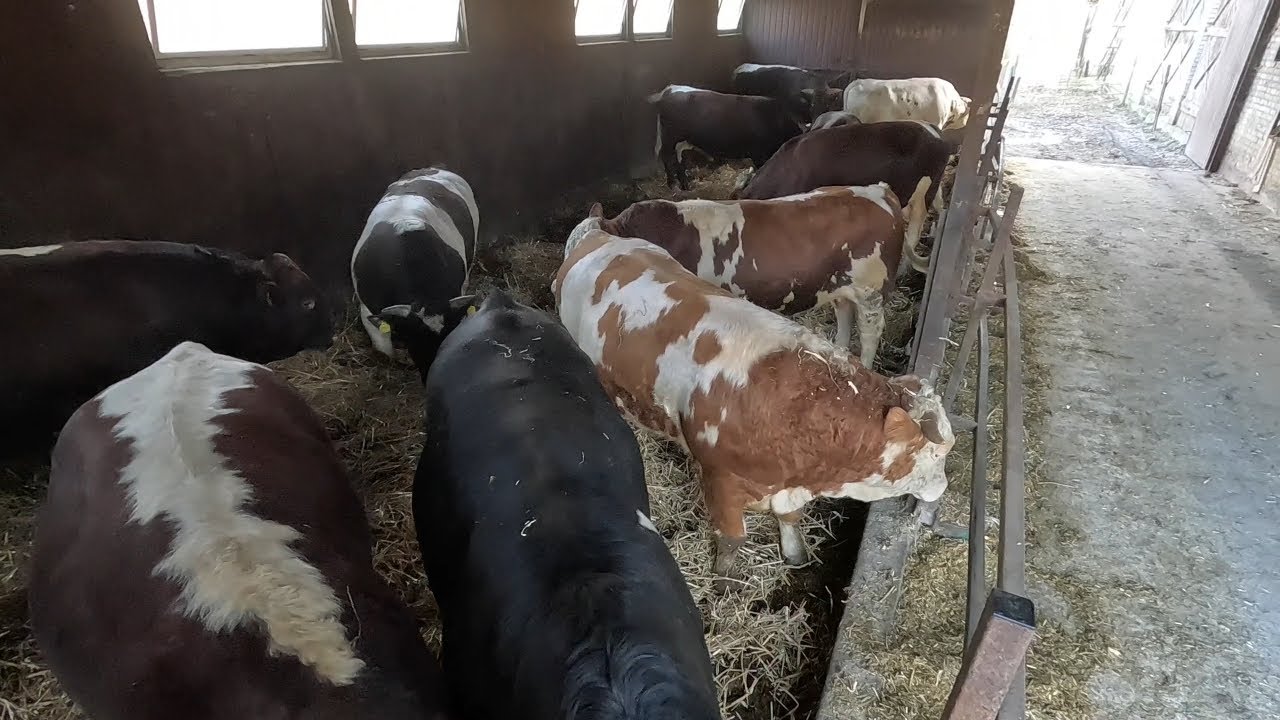#235 Bydło Opasowe || Sprzedaż Byków || W końcu Waga 800+ Oraz 450+ Mięsa