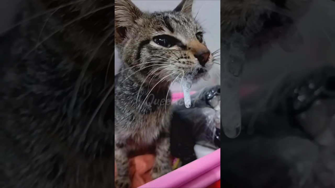 SMP500,tamang pagtimpla at dosage #smp #cat #kitten #pets