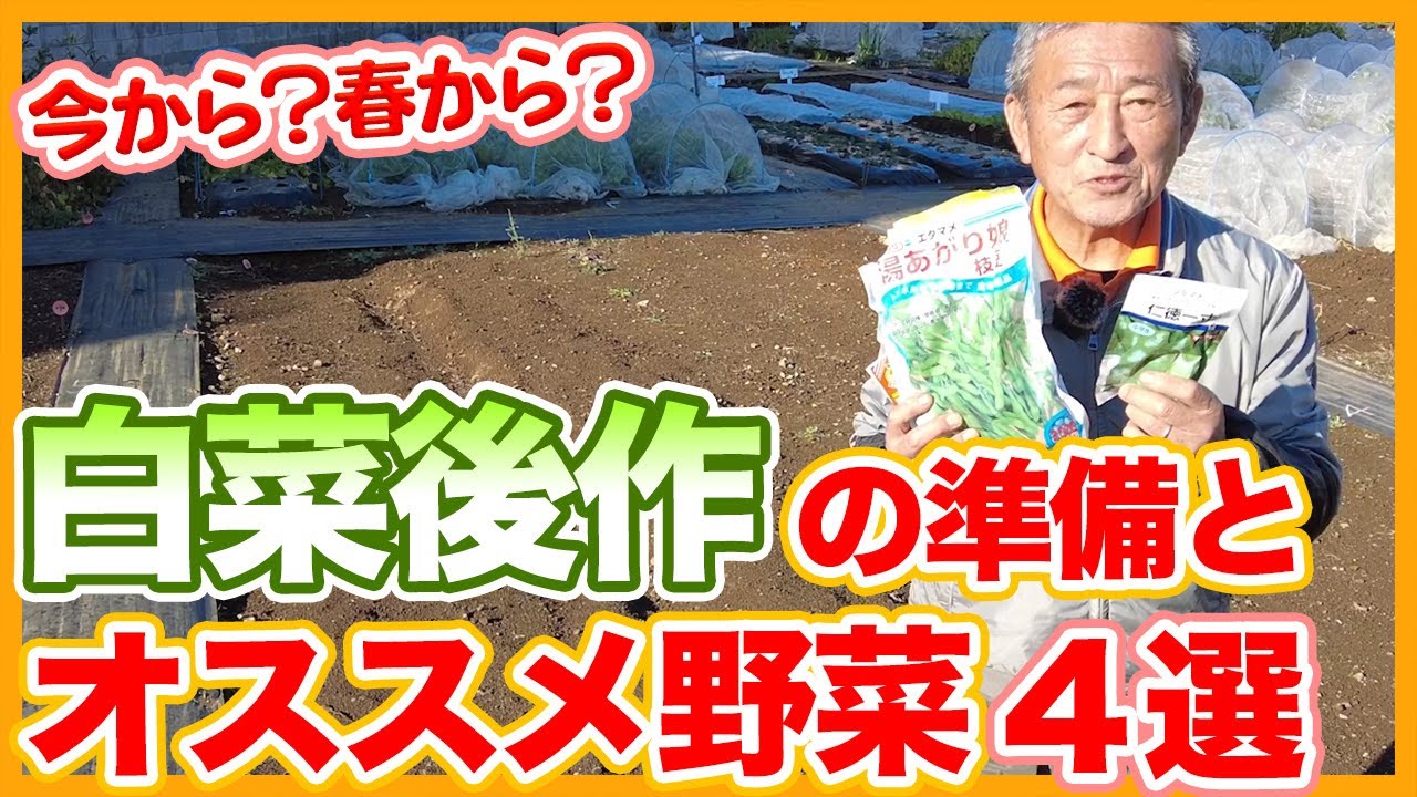 家庭菜園や農園の白菜栽培で後作準備とおすすめ野菜４選！白菜収穫後の後作や育て方を徹底解説！【農家直伝】/4 Recommended Succeedings of Chinese Cabbage.