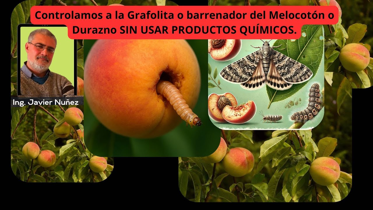 Se controla🗝 fácil🏅♻️,sin químicos⚗️. al gusano🐛 Grafolita o BARRENADOR☣️ del melocotón🍑 o durazno🍑.