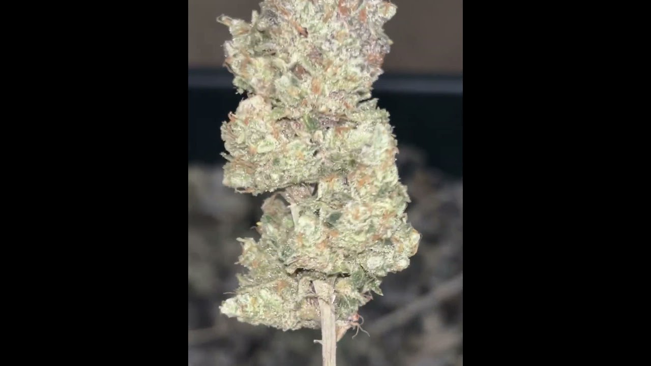 In house Genetics - Honey D (Black Cherry Honey X Original Sour Diesel) Pheno 2