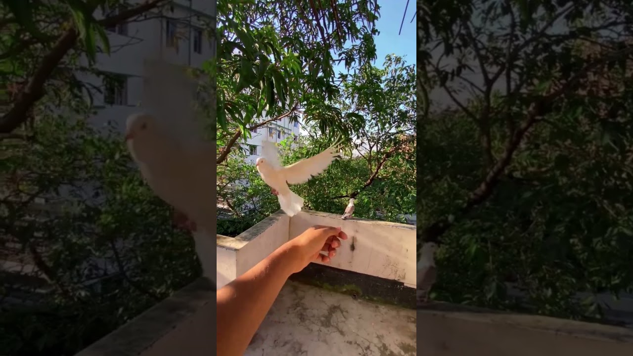 HAND PIGEON TRAINING 😱 PIGEON FLY 😍