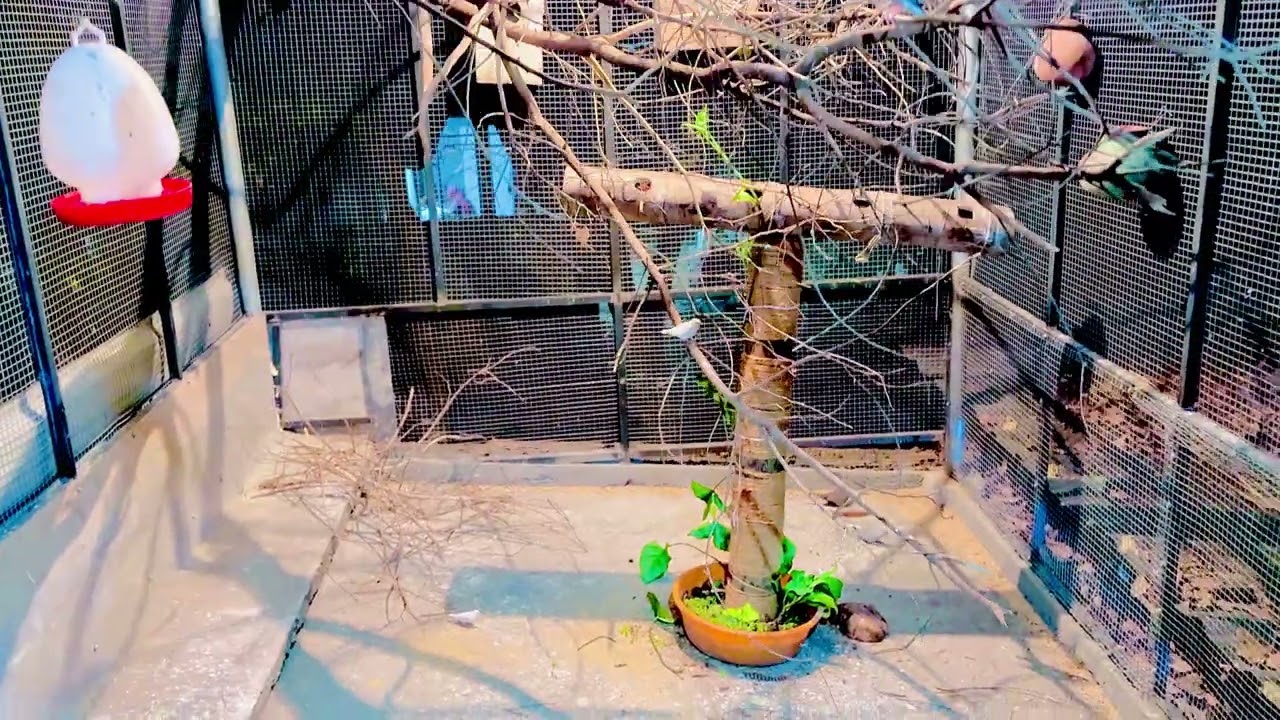 Calm Aviary Night Scene | Birds Resting in Nature 🌿