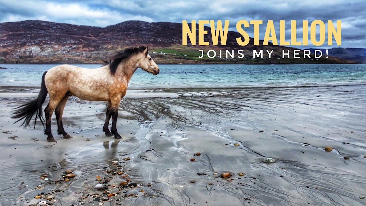 New Stallion Noah - Joins my herd!