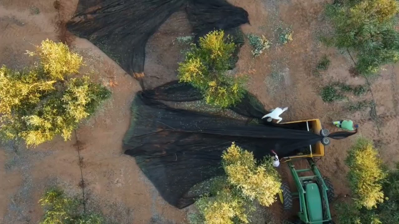 Final recolección aceituna 2025/2026