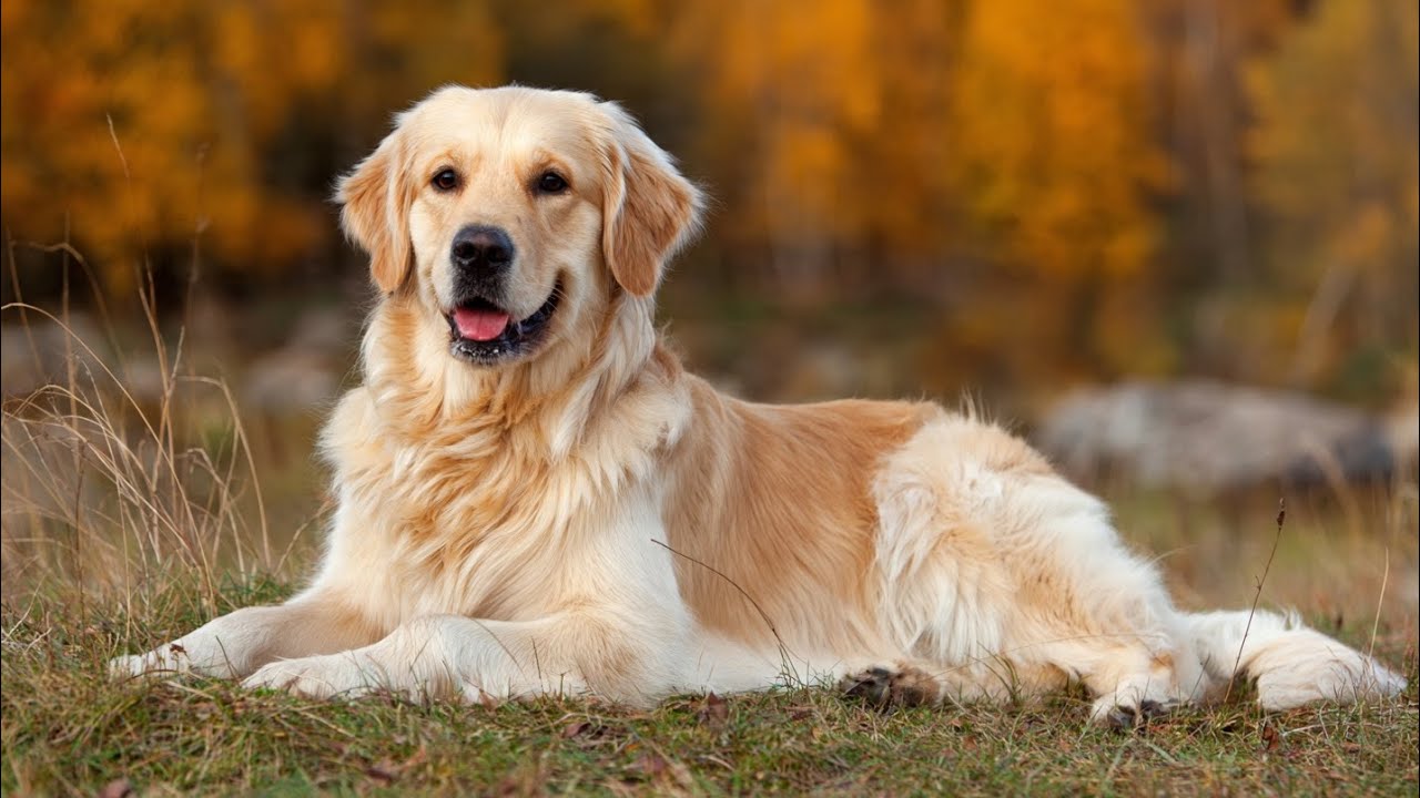 Top 10 Most Loyal Large Dog Breeds You Can Trust for Life
