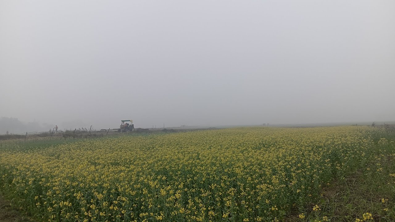 सरसों का खेत 💖 गांव की खेती 
