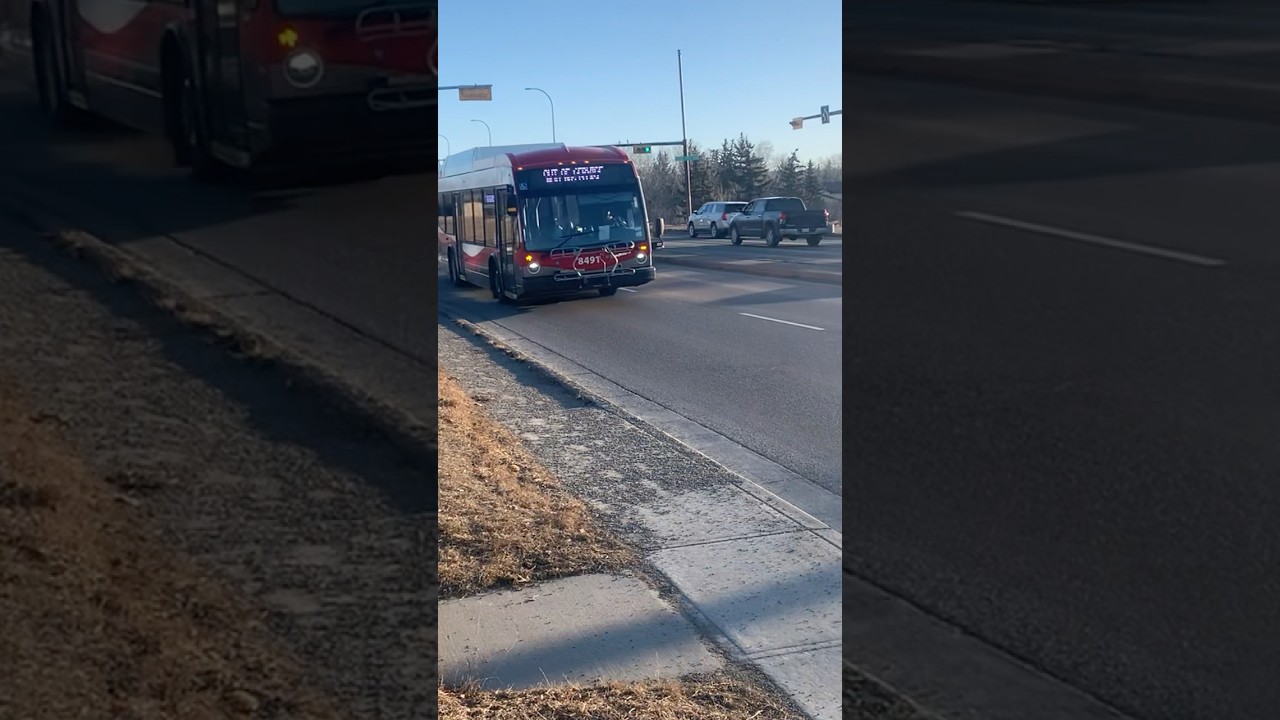 OFF SERVICE Novabus LFS CNG #8491 On Nose Hill Drive #shorts #transitbus #transit #shorts #bus #yyc