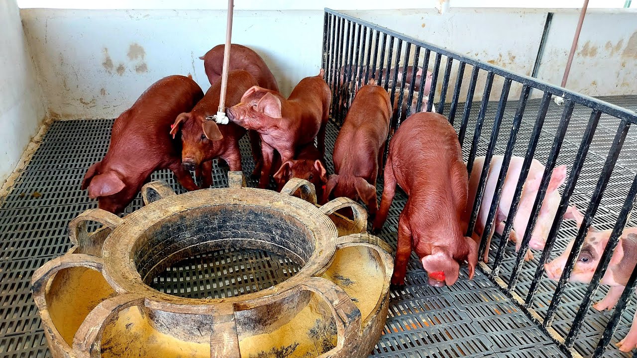 Suínos Duroc da Suinocultura JD - Bom Jesus/RN 🐷🐖