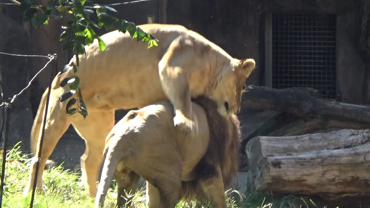 ライオンの緊張感あるラブシーン【天王寺動物園】