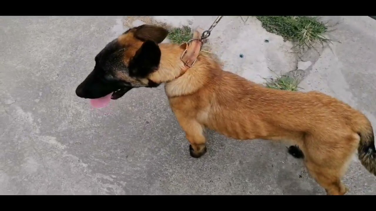 4 months Belgian Malinois