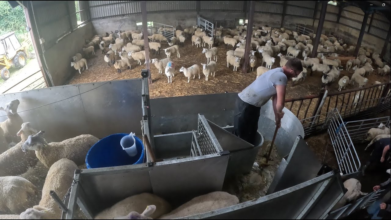 Dipping Sheep with a Mobile Dipping Trailer and OrganoPhosphate Dip.