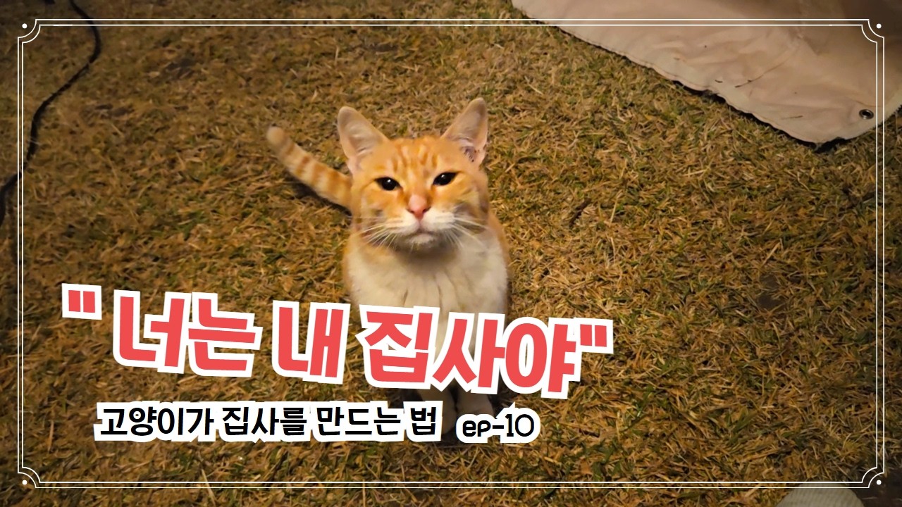시골 고양이에게 간택당했어요 #고양이간택 #집사되기 #시골생활 #귀촌생활
