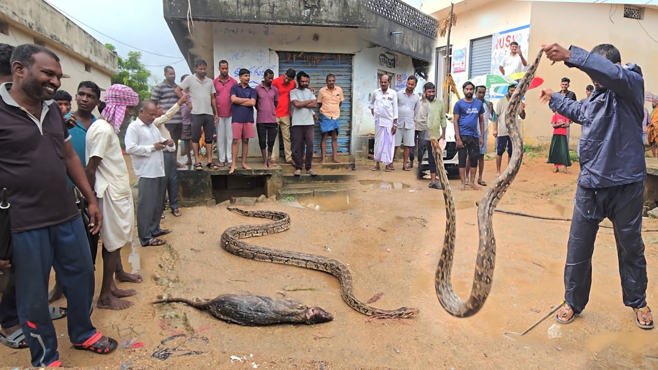#Indian #Rock python snake Rescue|| భారీ వర్షం లో 9 అడుగుల కొండచిలువ రెస్క్యూ ఐలాపూర్ గ్రామంలో 