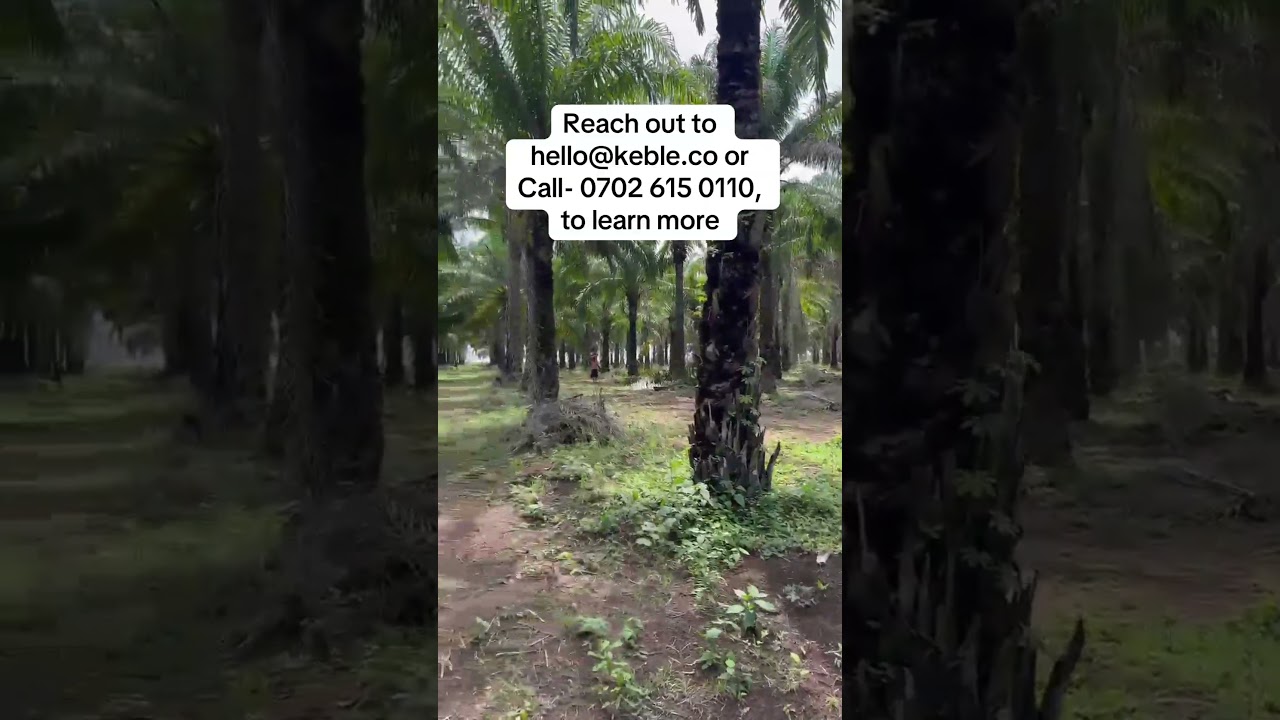 Oil Palm Plantation - Earn Yearly Cashflow with Farm Land in Nigeria.