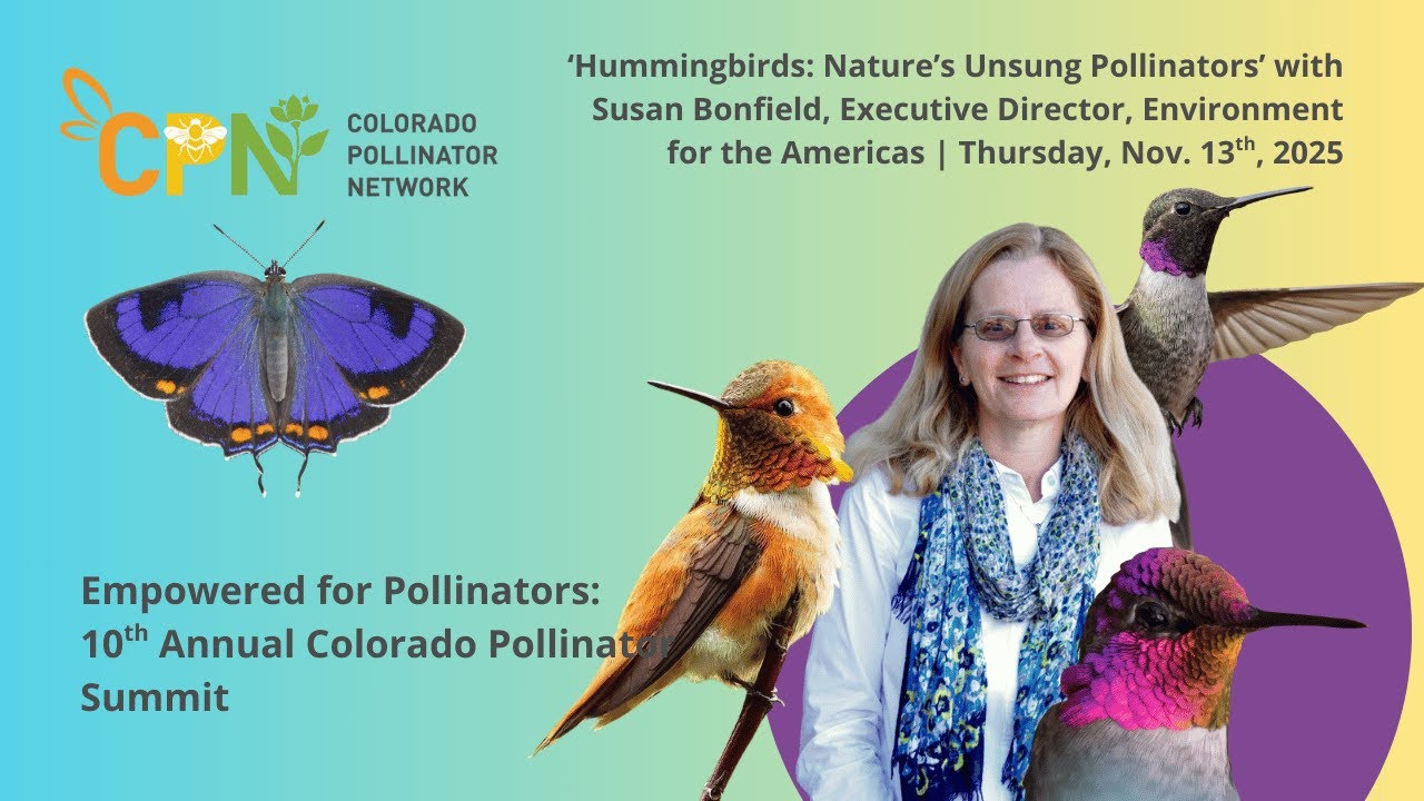 Hummingbirds: Nature’s Unsung Pollinators with Susan Bonfield, Environment for the Americas