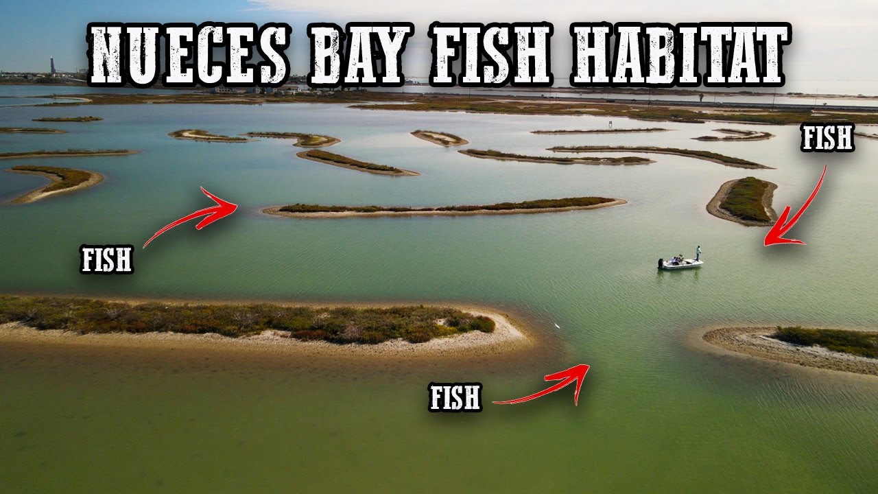Nueces Bay Fish Habitat is LOADED with Speckled Trout!!! Fishing Corpus Christi TX