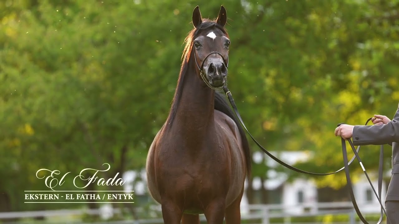 Pride of Poland 2025 Lot14 - El Fada (Ekstern - El Fatha/Entyk)