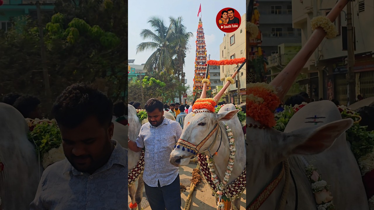 Incredible Chariot Rolling on Road | Huskur Madduramma Jatre 2026 #KurjiFestival
