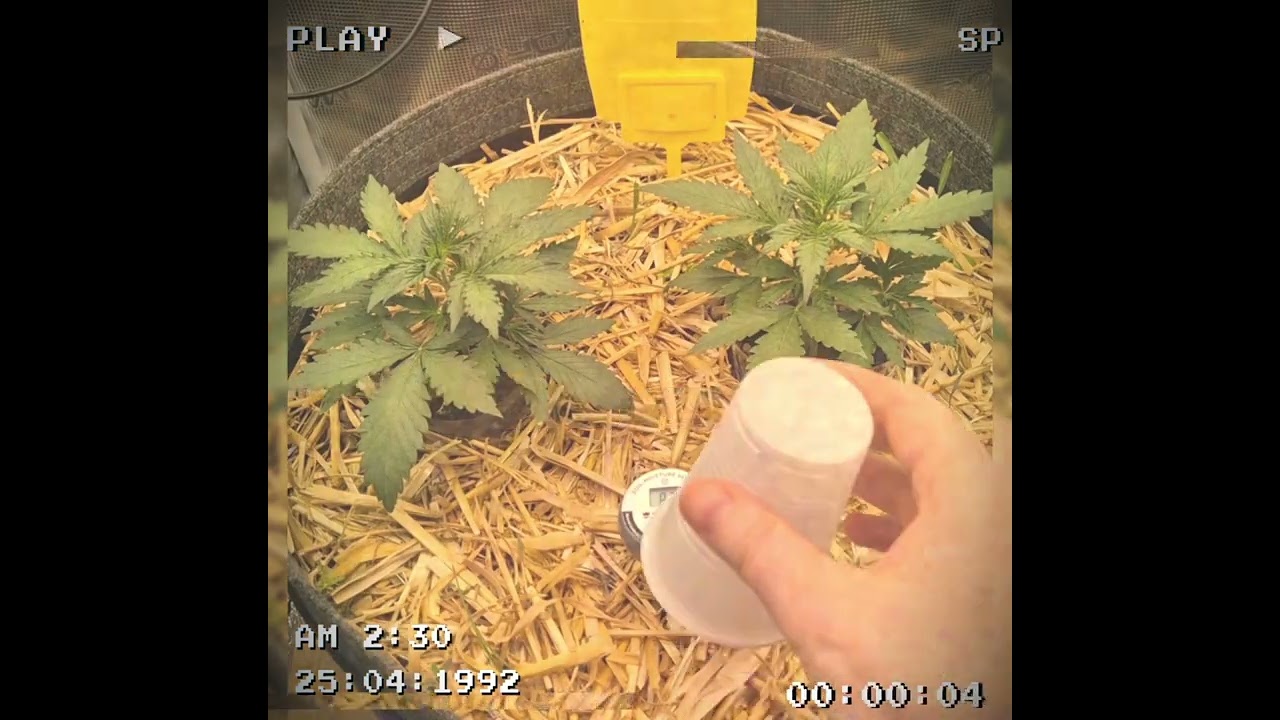 First Living Soil Grow | Couple Of Plants | 2x Guava Auto 420Fastbuds | Ep. 2