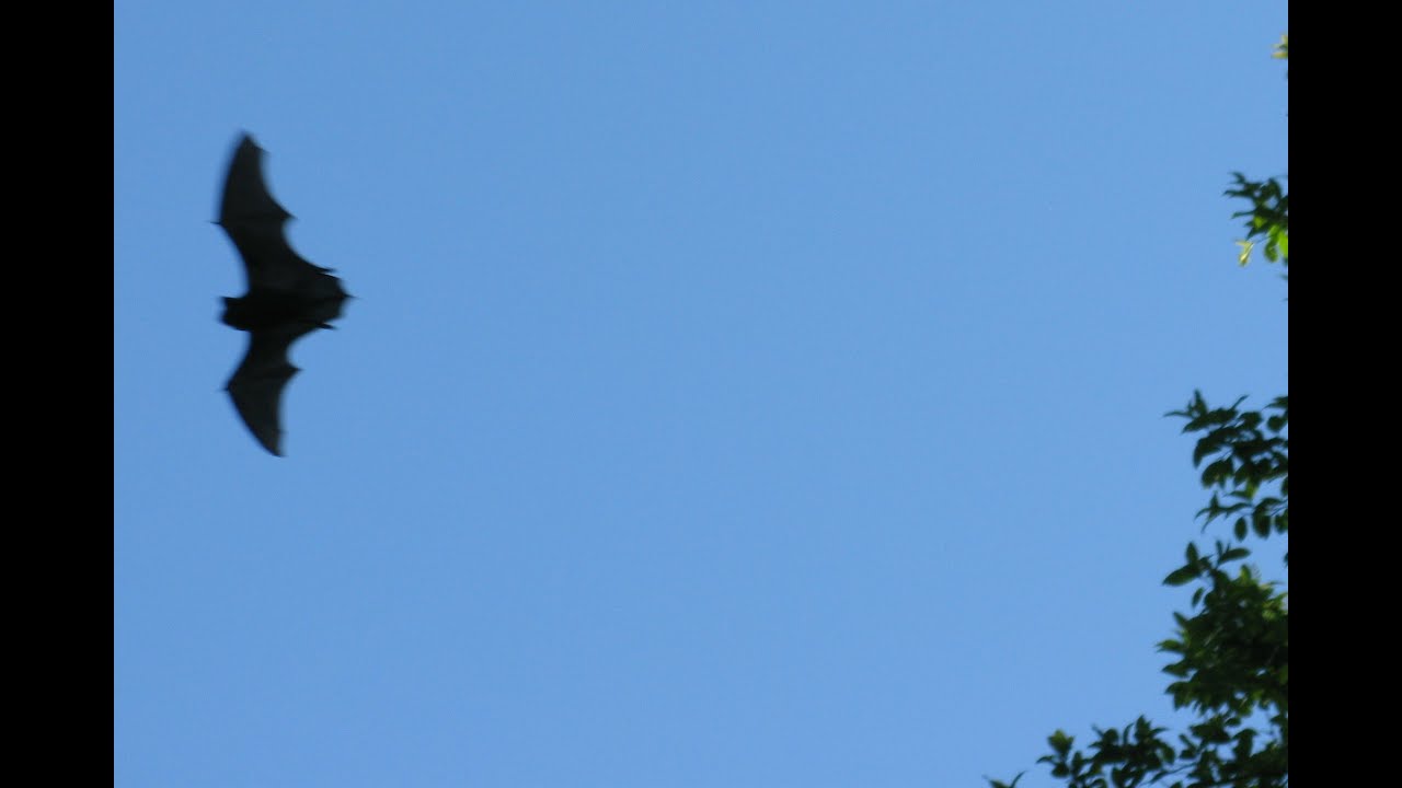 Lepakko p&auml;iv&auml;nvalossa 2