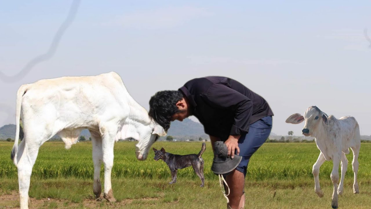 Animal Rural Cow family on the field