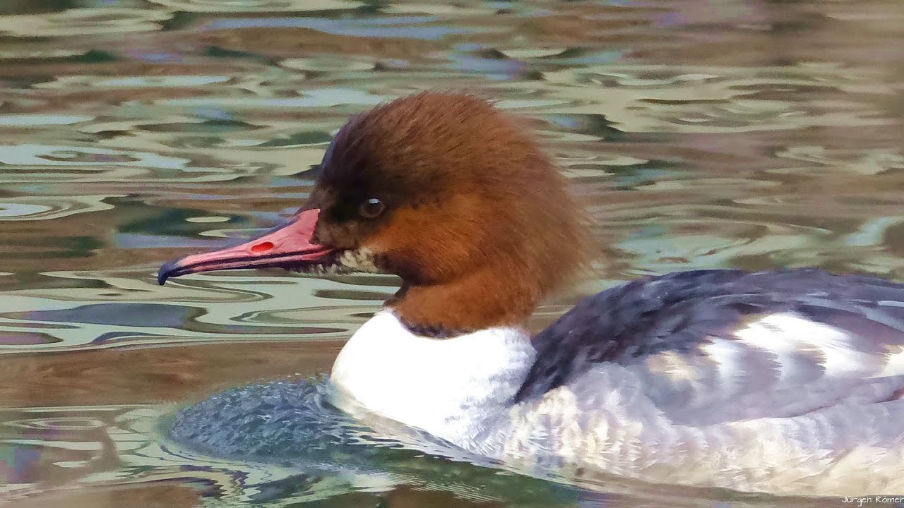 Gänsesäger (Mergus merganser) auf der Orke. Doku von Jürgen Römer