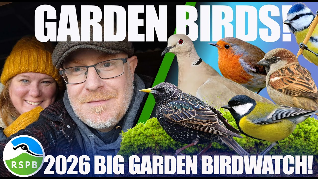 Какие птицы посещают наш сад? | Программа RSPB «Большое наблюдение за садовыми птицами 2026»