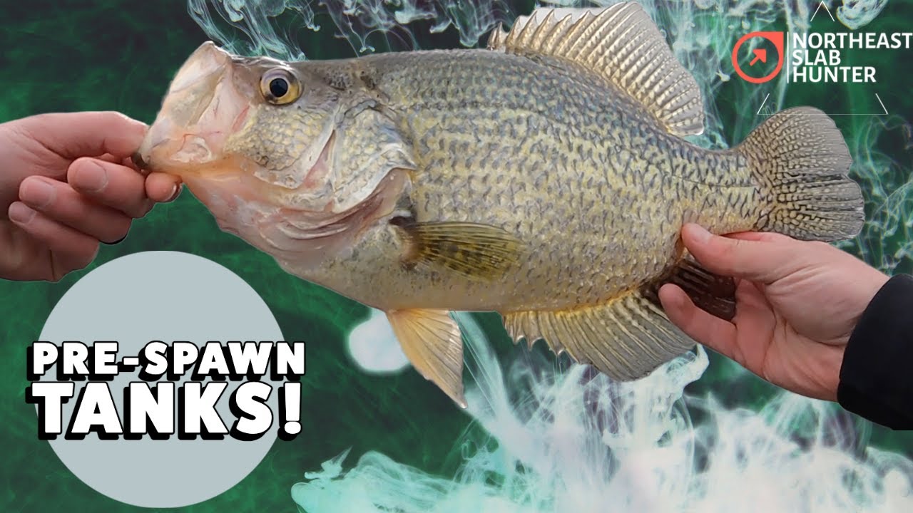 PRE-SPAWN SLABS! Fishing Deep Brush Piles