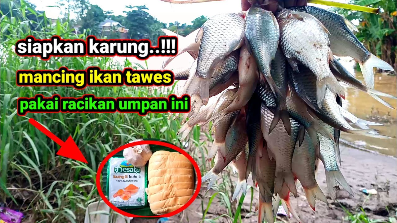di luar dugaan...!! mancing ikan tawes pakai racikan umpan ini ternyata bisa full strike