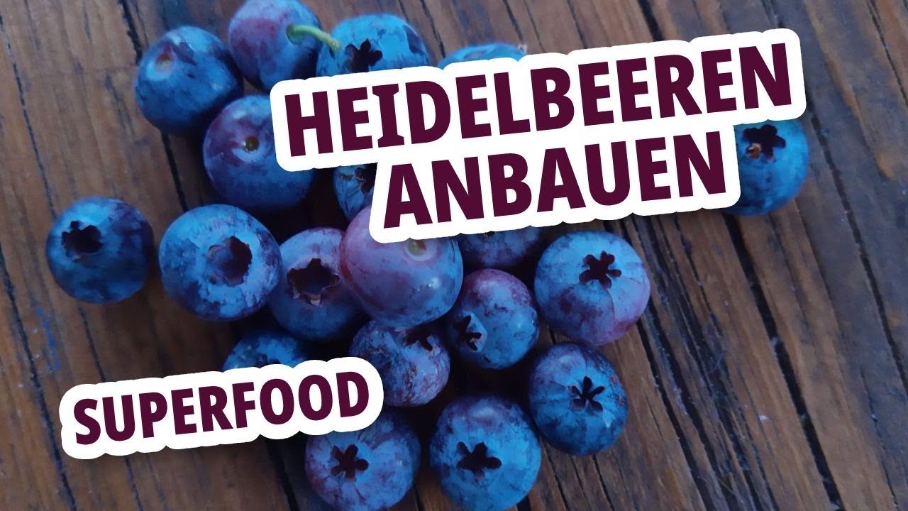 Superfood Heidelbeeren 🫐 anbauen, Heidelbeeren im Topf oder ins Beet pflanzen #Superfood