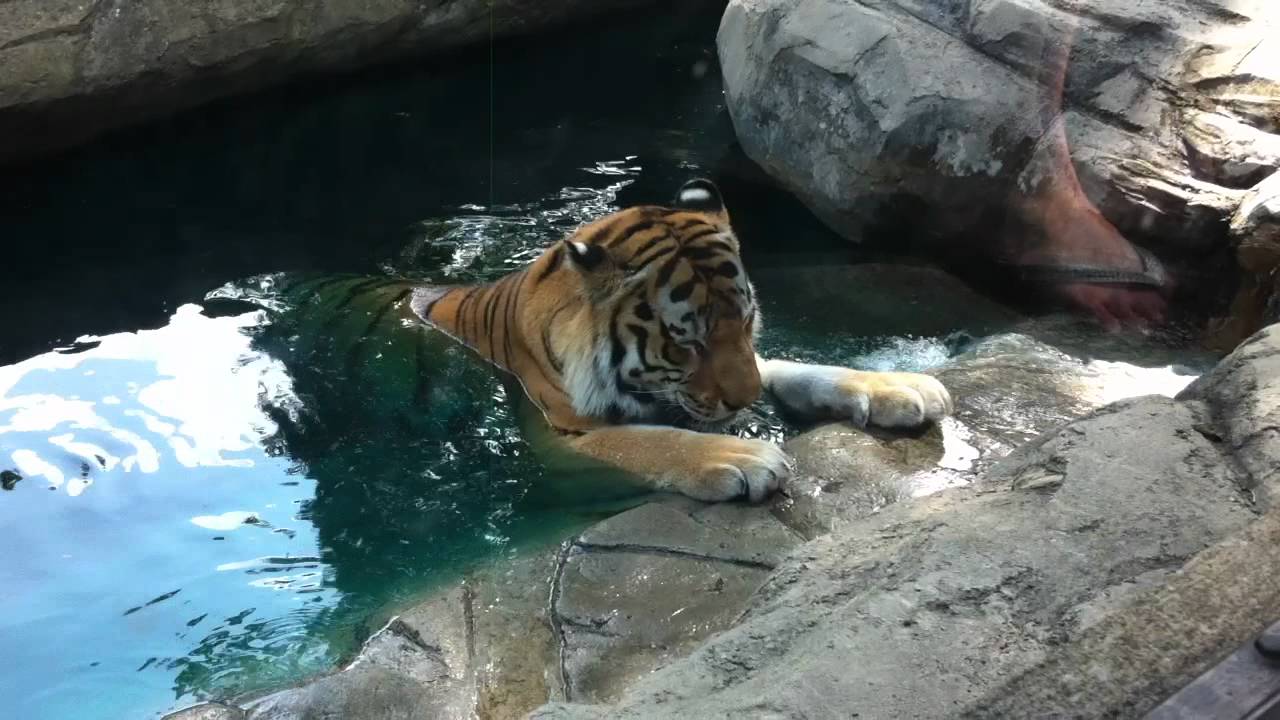 funny Tiger taking a bath