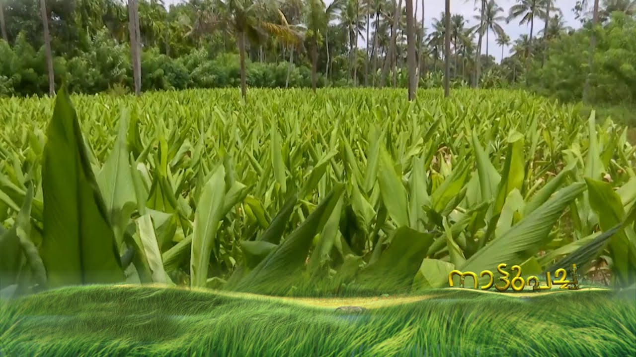 മുഹമ്മദ് സലീമിന് ഇന്നും ‘മഞ്ഞളിന്റെ ശോഭ’ ; ജീവനും ജീവിതം തിരിച്ചുതന്ന മഞ്ഞൾ കൃഷി; അറിയണം ഇൗ ജീവിതം