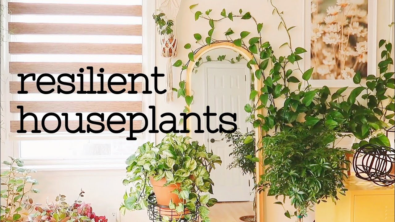 7 Resilient Houseplants in My Collection