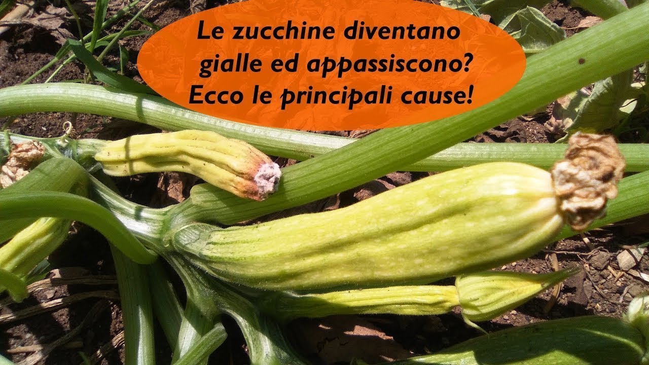 SE LE ZUCCHINE DIVENTANO GIALLE ED APPASSISCONO ECCO LE PRINCIPALI CAUSE