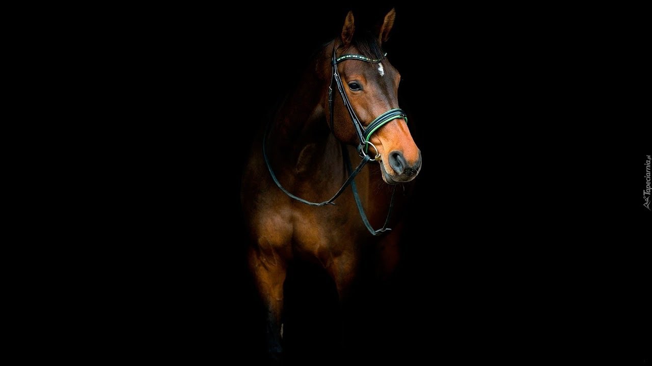 Mi Gente || Equestrian Music Video
