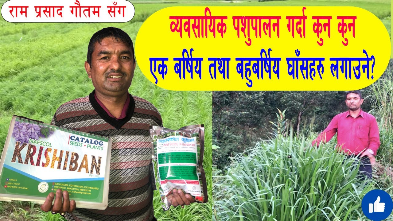 घाँस खेति गर्दा कस्ता एकबर्षिय/बहुबर्षिय भुइघाँस लगाउने? घाँस खेतिकाे लागी कस्ता बीउहरु लगाउने बुझै?