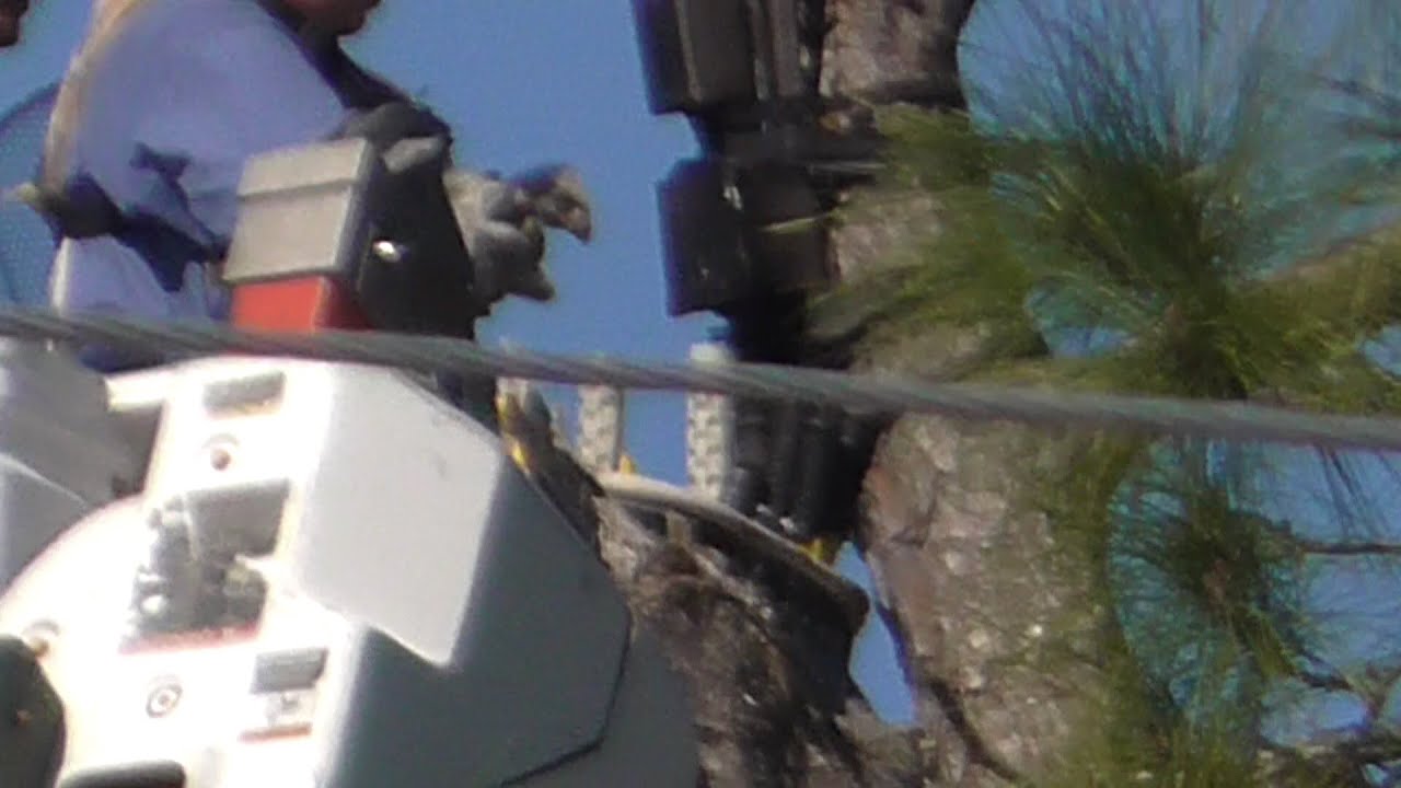 SWFL Eagles_E8 Is Home !! ~H Stays Close~Juvies Too Close~M Brings A Fish 02-12-16