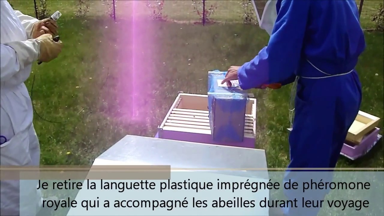 Enruchage paquet d'abeilles nu avec reine fécondée